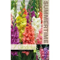 Gladiool Mixed Ruffled