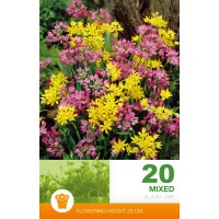 Allium Mixed