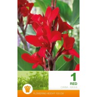 Canna Green Leaf Red