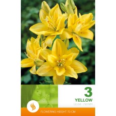 Lilium Asiatic Yellow