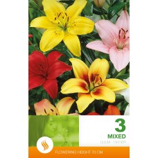 Lilium Asiatic Mixed