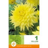 Daalia Decorative Yellow