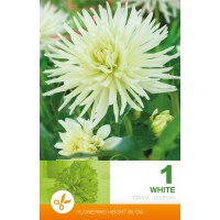 Dālija Cactus White