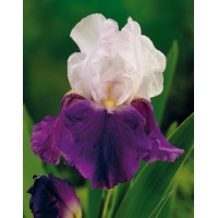 Iris Burgermeister