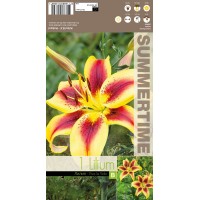 Lilium Viva La Vida