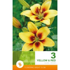 Lilium Asiatic Yellow & Red