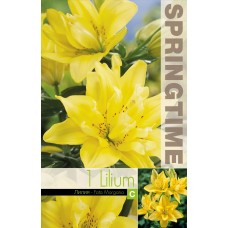 Lilium Asiatic Fata Morgana