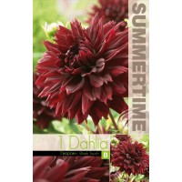 Daalia Decorative Black Touch