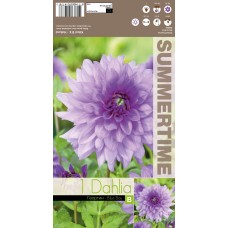 Dahlia Blue Boy