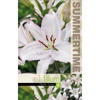 Lilium Brasilia