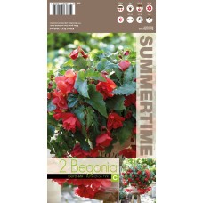 Begonia Casc Illumination Apricot