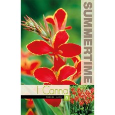 Canna Lucifer