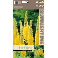 Eremurus Bungei