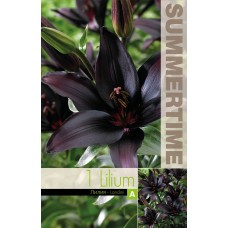 Lilium Asiatic Landini