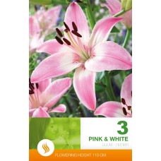 Lilium Asiatic Pink & White