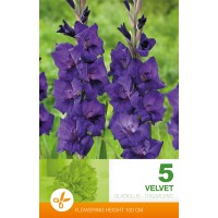 Gladiolus  Velvet