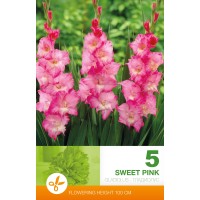 Gladiola Sweet Pink