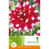 Георгина Decorative Red & White