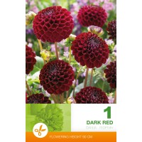 Dahlia Pompon Dark Red