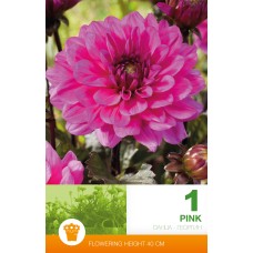 Daalia Decorative Pink