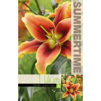 Lilium Trumpet Avalon Sunset