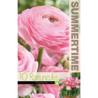 Ranunculus Pink