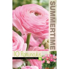 Ranunculus Pink