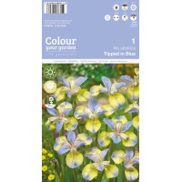 Ирис Tipped In Blue