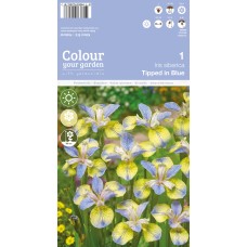 Iris Tipped In Blue