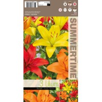 Liilia Asiatic Mixed