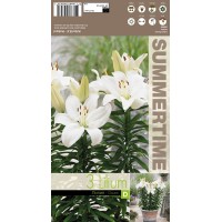 Lilium Gwen