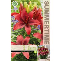 Lilium Happy Love