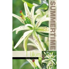 Lilium Asiatic Must See
