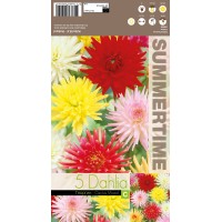 Dālija Cactus Mixed