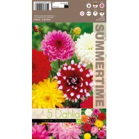 Daalia Decorative Mixed