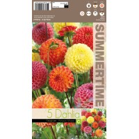 Dahlia Pompon Mixed