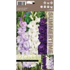 Gladiolus Mixed Blue / White