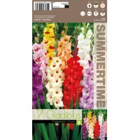 Gladiolus Mixed