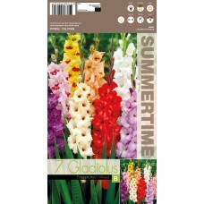 Gladiolus Mixed