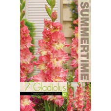 Gladiolus Mango Muse
