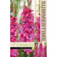 Gladiolus Lumierre