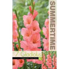 Gladiola Sugar Babe