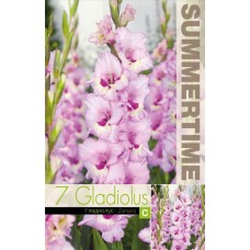 Gladiola Zamora