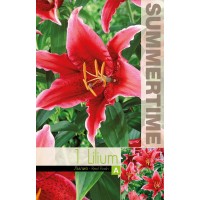 Lilium Decorative Double Red Flash