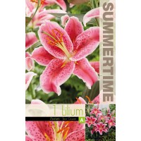 Lilium Star Gazer