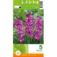 Gladiolus  Violet