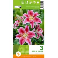 Lilium Decorative Red & White