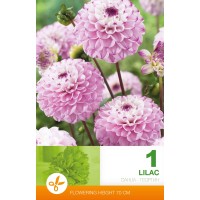 Dahlia Pompon Lilac