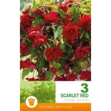 Begonia Casc Scarlet Red