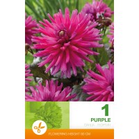 Dālija Cactus Purple